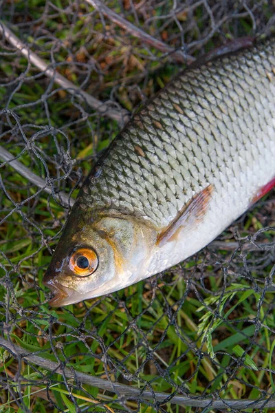 Close up view of two freshwater common rudd fish on black fishin — Stock Photo, Image