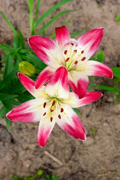 Lirio rosa - flor en flor en el verano, hermoso fondo . —  Fotos de Stock