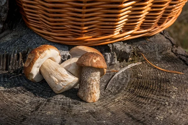 갈색 모자 boletus 버섯 (Boletus badius) 및 porcini의 그룹 — 스톡 사진