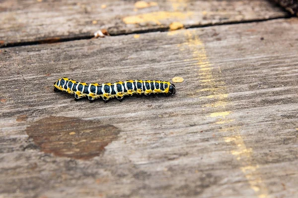 Mooie zwarte en gele rups op vintage houten backgro — Stockfoto