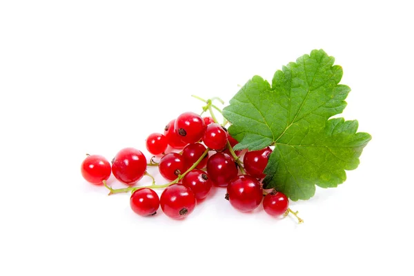 Red currant berry isolated on white. A bunch of red currant — Stock Photo, Image