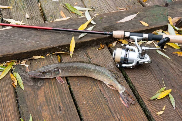 Freshwater pike and fishing equipment lies on wooden background