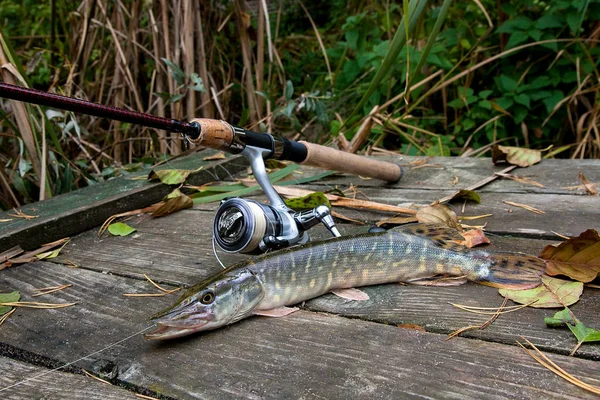 Freshwater pike and fishing equipment lies on wooden background