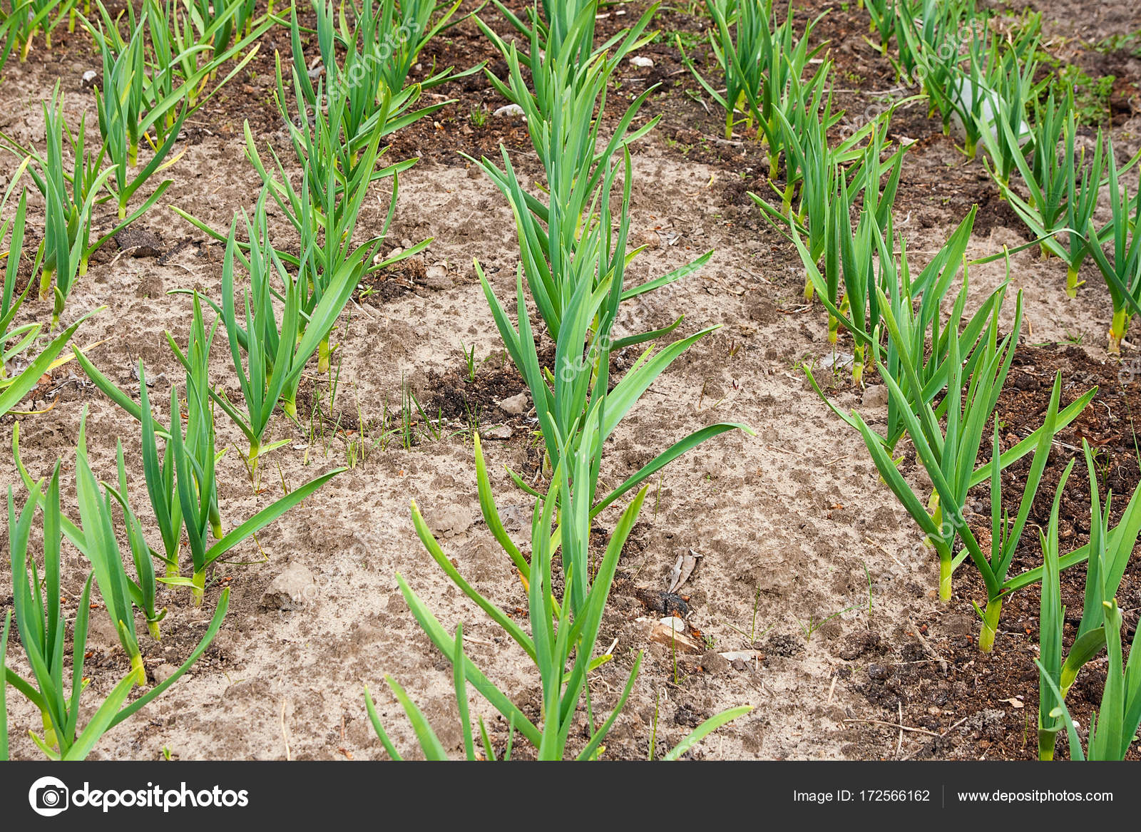 Picture garlic growing Young green garlic growing in the garden