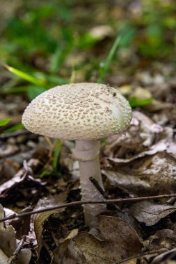 Macrolepiota procera veya ormandaki Lepiota procera.