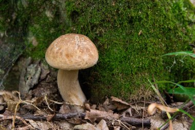 Porcini mantar orman katta sonbahar sezon büyür.