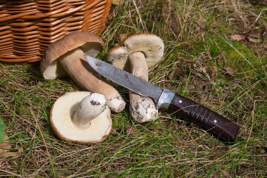 Birkaç porcini mantar (Boletus mantarı, cep, penny çörek, porci