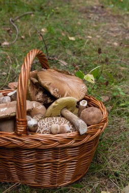 Porcini mantar (Boletus mantarı, cep, penny topuz, porcino veya ki