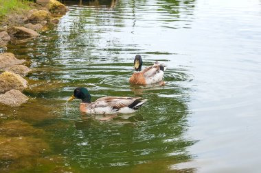 Yaz saati, bir su birikintisi üzerinde yüzen iki yeşilbaş ördekler.