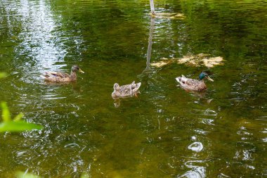 Yaz saati, bir su birikintisi üzerinde yüzen yeşilbaş ördekler grup.