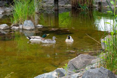 İki erkek yeşilbaş ördekler ve kadın yeşilbaş ördek bir pon üzerinde yüzen