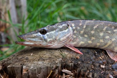 Tatlı su pike balık bir ahşap kenevir yatıyor