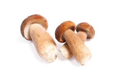 Boletus mantarı wh izole olarak bilinen birkaç porcini mantar