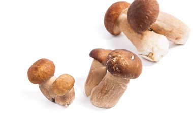 Boletus mantarı wh izole olarak bilinen birkaç porcini mantar