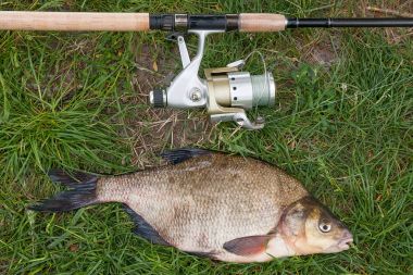 Büyük tatlı su ortak çipura ve olta zekâ görünümü kapatın