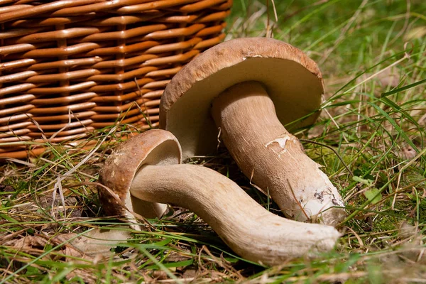 Flera Karljohanssvamp (Boletus edulis, cep, penny bulle, porci — Stockfoto