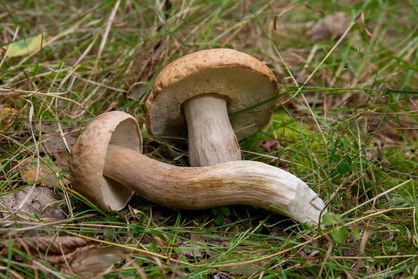 Groep van porcini paddestoelen (Boletus edulis, cep, penny broodje, porc — Stockfoto