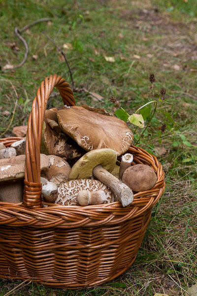 Грибы из свинины (Boletus edulis, белый гриб, пенни-бун, свинина или киви)
