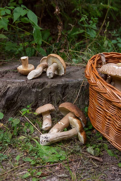 Grupper av Karljohanssvamp (Boletus edulis, cep, penny bulle, por — Stockfoto