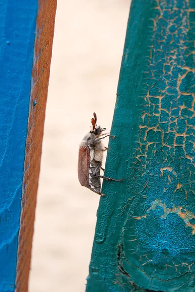 Europese kever pest - gemeenschappelijk meikever (Melolontha) ook bekend — Stockfoto