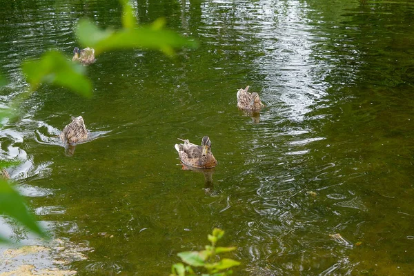 Ομάδα των παπιών mallard επιπλέουν σε μια λίμνη στο θερινή ώρα. — Φωτογραφία Αρχείου