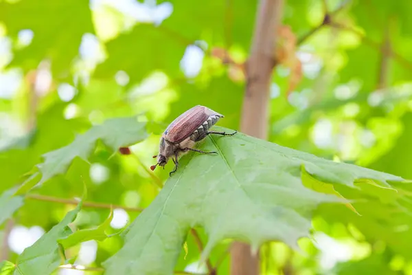 European beetle pest - common cockchafer (melolontha) also known — Stock Photo, Image