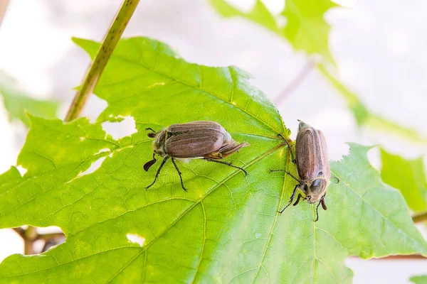欧州の甲虫害虫 - また知られている共通の cockchafer (Melolontha) — ストック写真