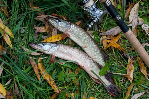Peixe-lúcio de água doce e equipamento de pesca encontra-se na grama verde w — Fotografia de Stock