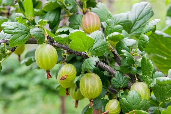 Yeşil meyveler ve bahçedeki yaprakları ile bektaşi üzümü Şubesi