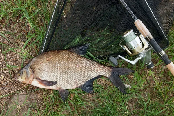 Single freshwater fish common bream and fishing rod with reel on