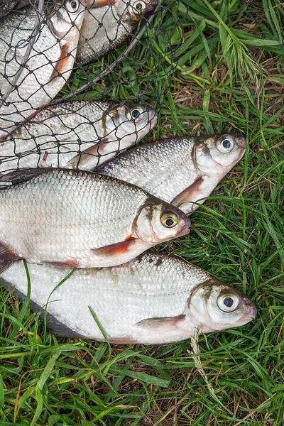 Pile of the white bream or silver fish and white-eye bream with — Stock Photo, Image