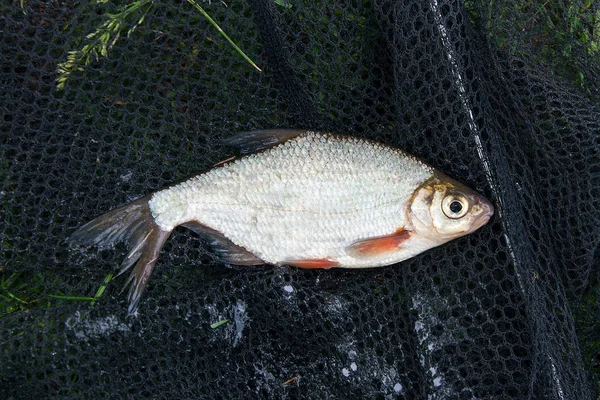 Vista de perto da sinalização brema branca ou peixe prateado no na — Fotografia de Stock