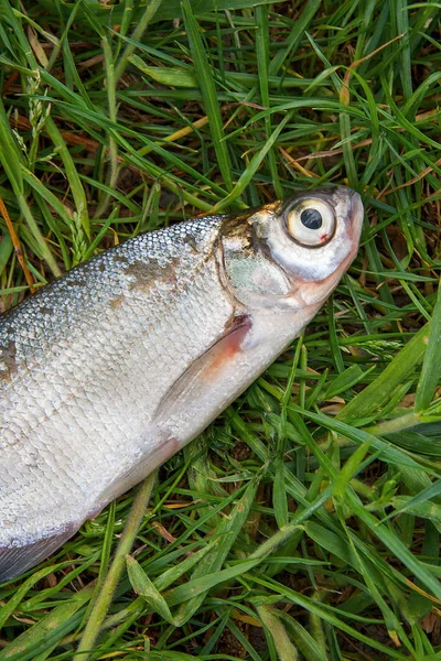 Singola zope di pesce d'acqua dolce o l'orata blu sulla pesca nera n — Foto Stock