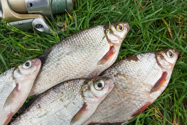 Montón de la dorada blanca o peces de plata y la dorada de ojo blanco en th — Foto de Stock