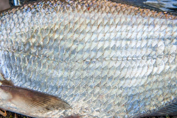 Vista de perto do peixe dourado comum acabado de ser retirado da água. Co — Fotografia de Stock