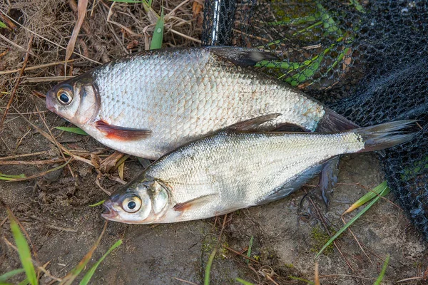 Flera sötvattensfisk: vit braxen eller silver fisk och zope eller — Stockfoto