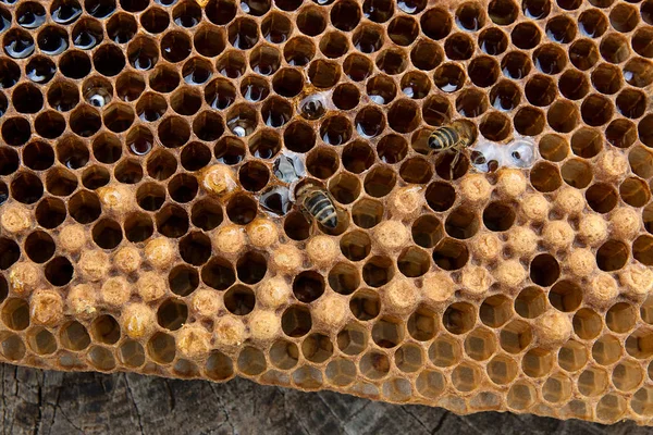 På nära håll beskåda av arbetande biet på honeycomb med söt hon — Stockfoto