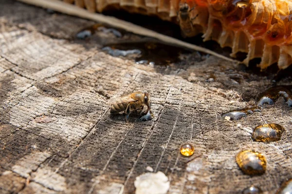 Seção de favo de mel de cera de colmeia na parte de trás de madeira vintage — Fotografia de Stock