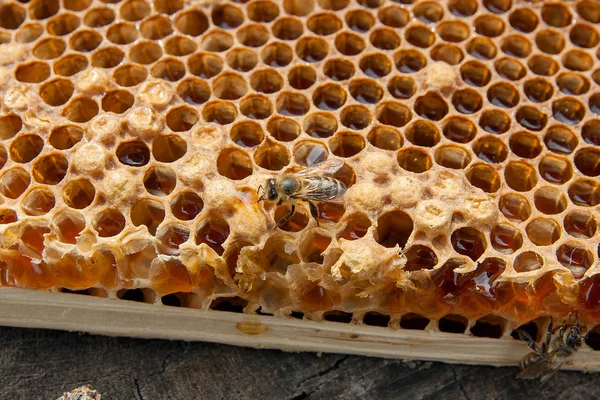 Vista de perto da abelha trabalhando no favo de mel com doce hon — Fotografia de Stock