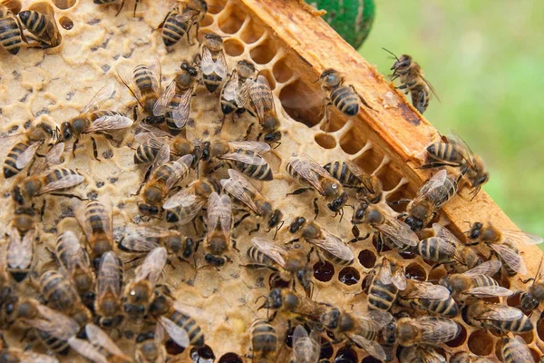 Arılar meşgul, petek üzerinde çalışma arıların görünümü kadar yakın.