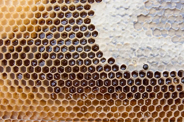 Närbild bild av honeycomb med honung som bakgrund — Stockfoto