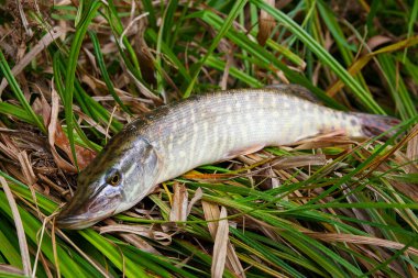 Kuru ve yeşil reed üzerinde büyük tatlı su pike yalanların görünümü kadar kapatın.