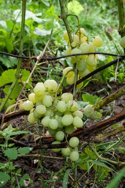 Demet üzüm şarap Emlak veya f yağmur sonra bir bağ içinde