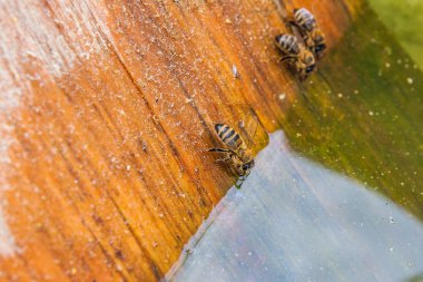 Arılar içme suyu yaz.