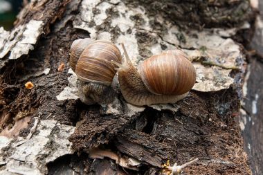 İki bordo salyangoz (Helix, Roma salyangoz, yenilebilir salyangoz, salyangoz)