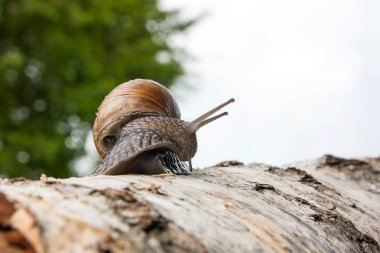 Bordo salyangoz (Helix, Roma salyangoz, yenilebilir salyangoz, salyangoz) craw