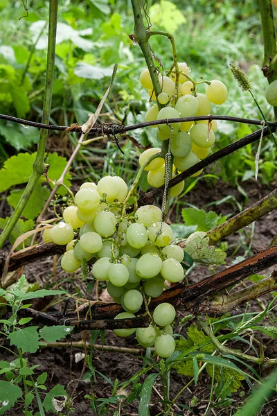 Racimos de uvas en un viñedo después de la lluvia en una finca vinícola o f —  Fotos de Stock