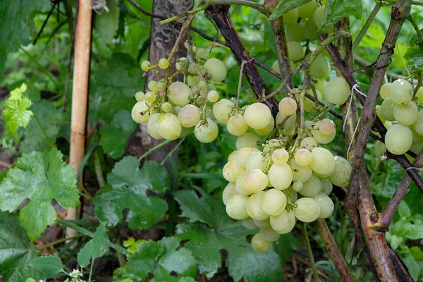 Racimos de uvas en un viñedo después de la lluvia en una finca vinícola o f — Foto de Stock