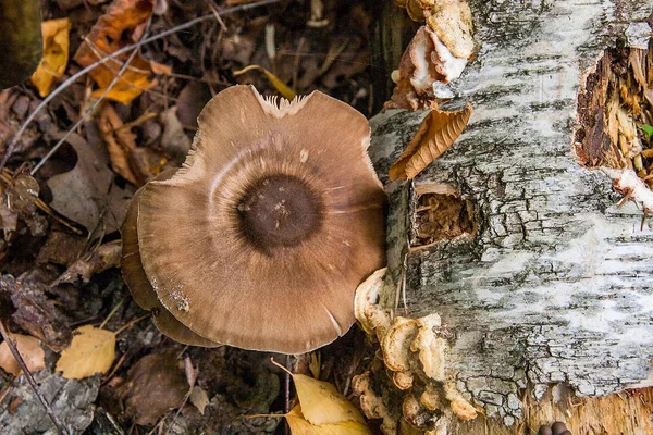 포리스트에 여러 개의 갈색 버섯입니다. Foli에 버섯의 가족 — 스톡 사진