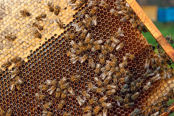 Tatlı bal ile petek üzerinde çalışma arıların görünümü. — Stok fotoğraf